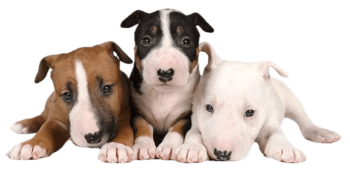 Three cute puppies with smart tags