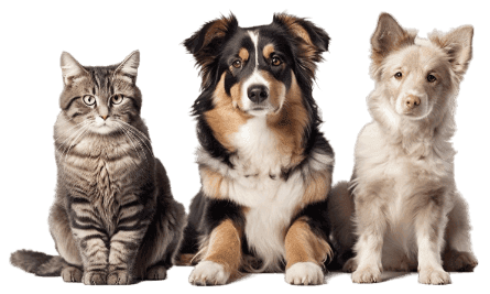 Various pets with QR code tags